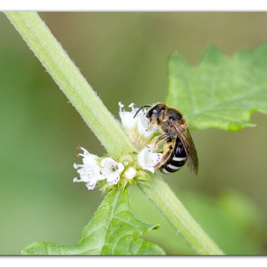 Lasioglossum sexnotatum: Animal in habitat Semi-natural grassland in the NatureSpots App