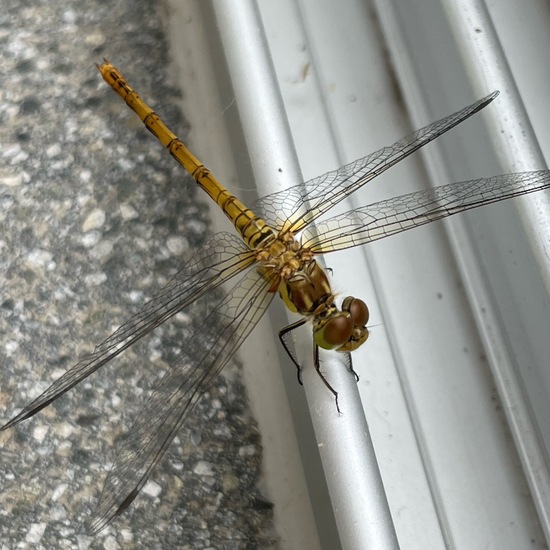 Common Darter: Animal in habitat Backyard in the NatureSpots App