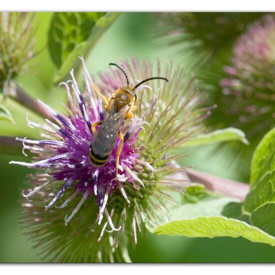 Halictus scabiosae: Animal in habitat Semi-natural grassland in the NatureSpots App