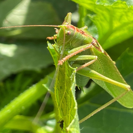 Tettigonia viridissima: Animal in habitat Garden in the NatureSpots App