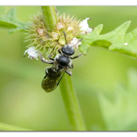 Lasioglossum sexnotatum: Animal in habitat Semi-natural grassland in the NatureSpots App