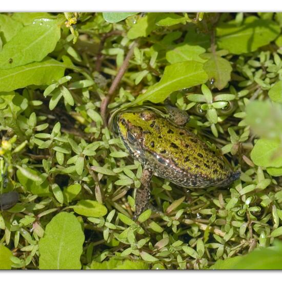 Marsh Frog: Animal in habitat Pond in the NatureSpots App