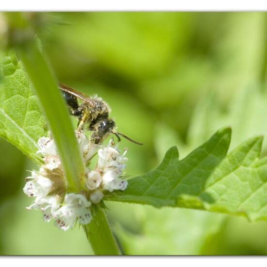 Macropis europaea: Animal in habitat Semi-natural grassland in the NatureSpots App