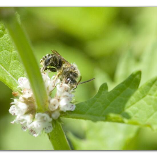 Macropis europaea: Animal in habitat Semi-natural grassland in the NatureSpots App