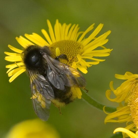 Bombus rupestris: Animal in habitat Natural Meadow in the NatureSpots App