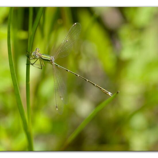 Lestes barbarus: Animal in habitat Pond in the NatureSpots App