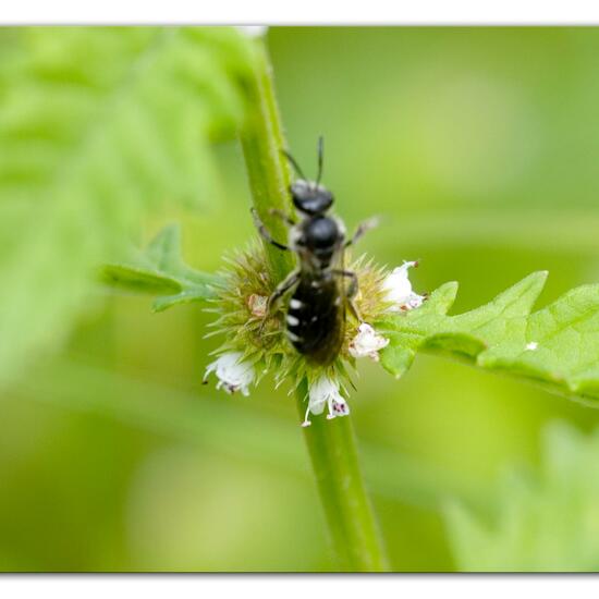 Lasioglossum sexnotatum: Animal in habitat Semi-natural grassland in the NatureSpots App