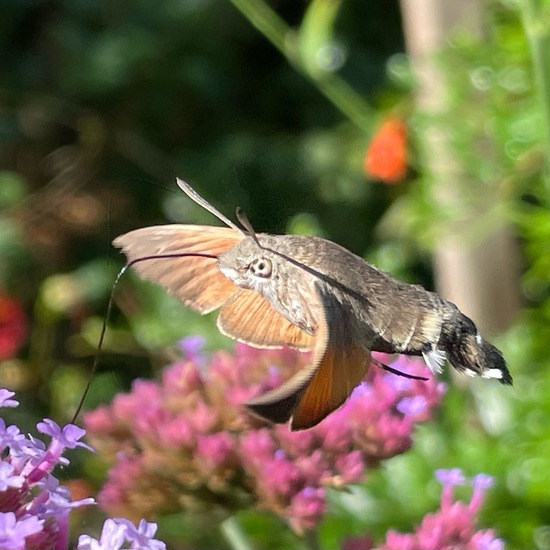 Macroglossum stellatarum: Animal in habitat Garden in the NatureSpots App