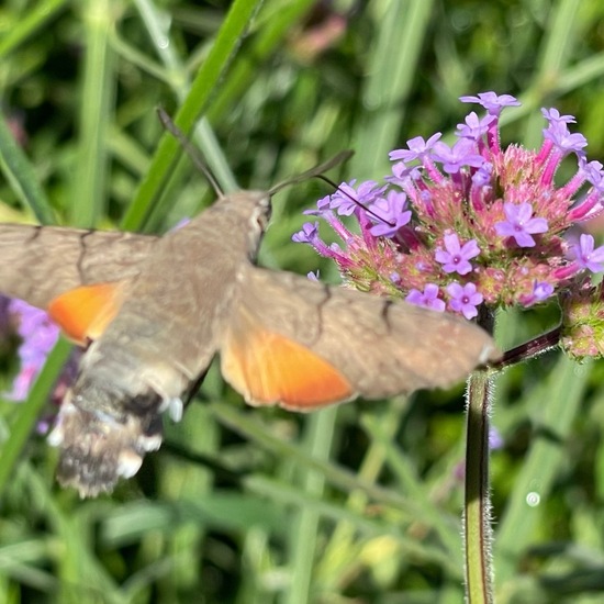 Macroglossum stellatarum: Animal in habitat Garden in the NatureSpots App