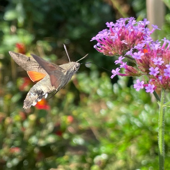 Macroglossum stellatarum: Animal in habitat Garden in the NatureSpots App