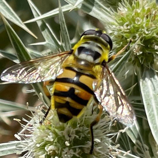 Myathropa florea: Animal in habitat Shrubland in the NatureSpots App