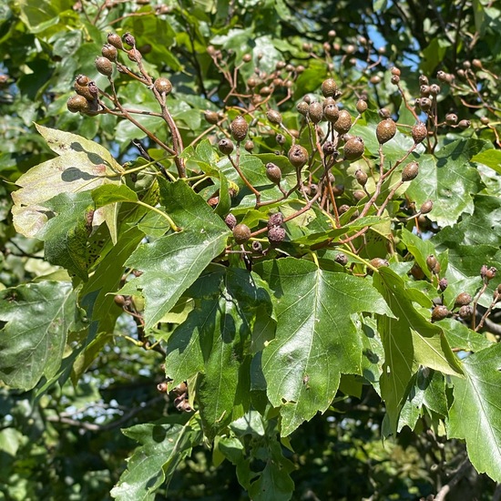 Sorbus torminalis: Plant in habitat Temperate forest in the NatureSpots App