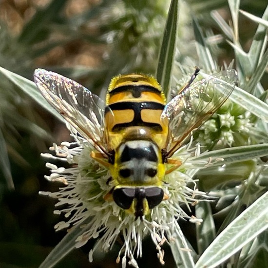 Myathropa florea: Animal in habitat Shrubland in the NatureSpots App