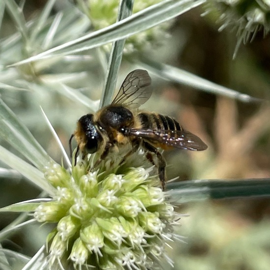 Megachile centuncularis: Animal in habitat Shrubland in the NatureSpots App