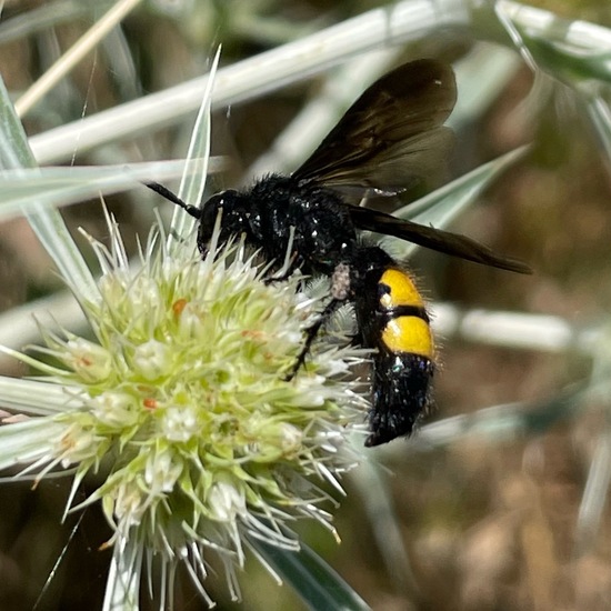 Scolia hirta: Animal in habitat Shrubland in the NatureSpots App