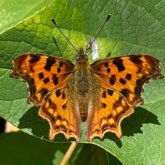 Polygonia c-album: Animal in habitat Temperate forest in the NatureSpots App