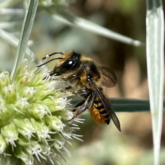 Megachile centuncularis: Animal in habitat Shrubland in the NatureSpots App