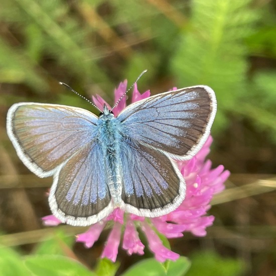 Plebejus argus: Animal in habitat Garden in the NatureSpots App