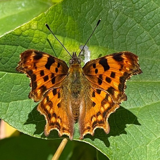 Polygonia c-album: Animal in habitat Temperate forest in the NatureSpots App