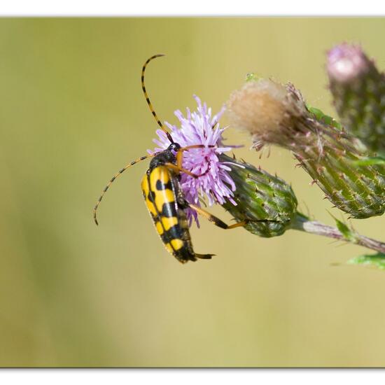 Rutpela maculata: Animal in habitat Natural Meadow in the NatureSpots App