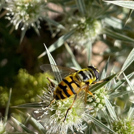 Myathropa florea: Animal in habitat Shrubland in the NatureSpots App