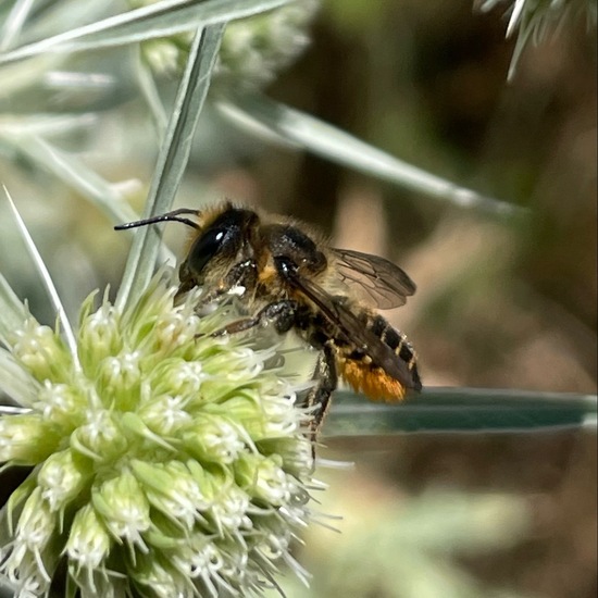 Megachile centuncularis: Animal in habitat Shrubland in the NatureSpots App