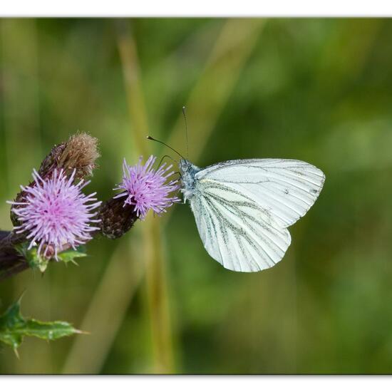 Pieris napi: Animal in habitat Natural Meadow in the NatureSpots App