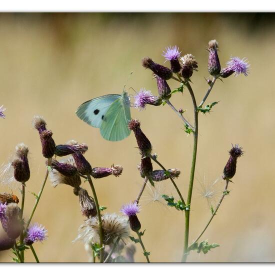 Pieris brassicae: Animal in habitat Natural Meadow in the NatureSpots App