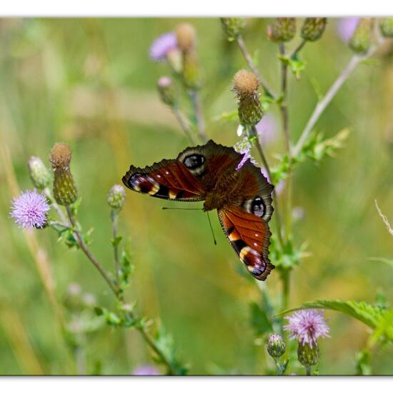 Vanessa atalanta: Animal in habitat Natural Meadow in the NatureSpots App