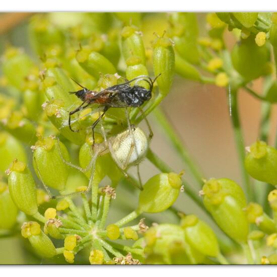 Misumena vatia: Animal in habitat Natural Meadow in the NatureSpots App