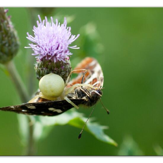 Misumena vatia: Animal in habitat Natural Meadow in the NatureSpots App