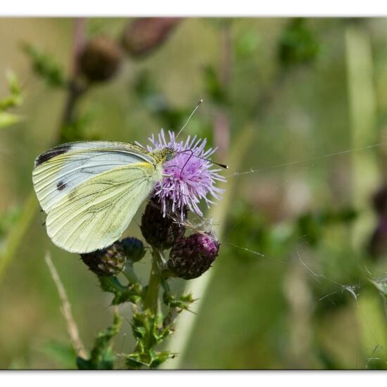 Pieris brassicae: Animal in habitat Natural Meadow in the NatureSpots App