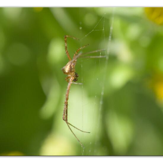 Argiope bruennichi: Animal in habitat Natural Meadow in the NatureSpots App