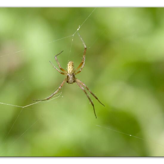 Argiope bruennichi: Animal in habitat Natural Meadow in the NatureSpots App