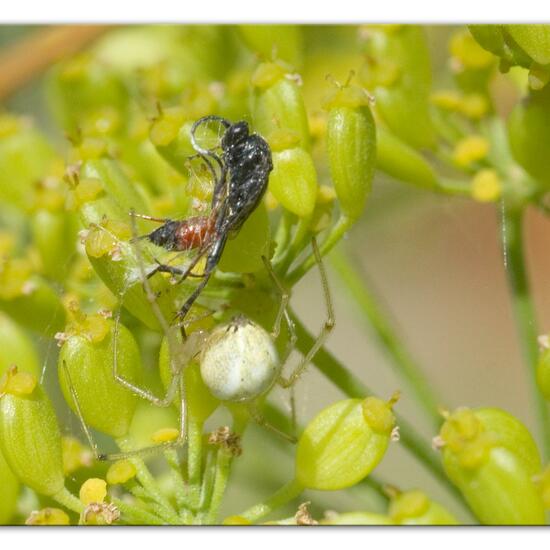 Misumena vatia: Animal in habitat Natural Meadow in the NatureSpots App