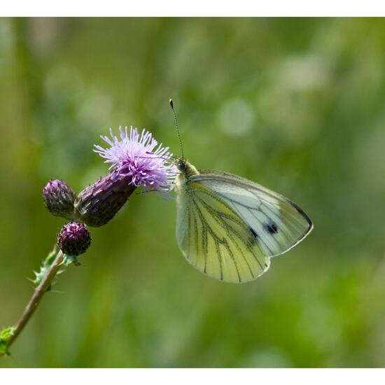 Pieris napi: Animal in habitat Natural Meadow in the NatureSpots App