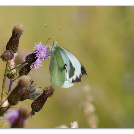 Pieris brassicae: Animal in habitat Natural Meadow in the NatureSpots App