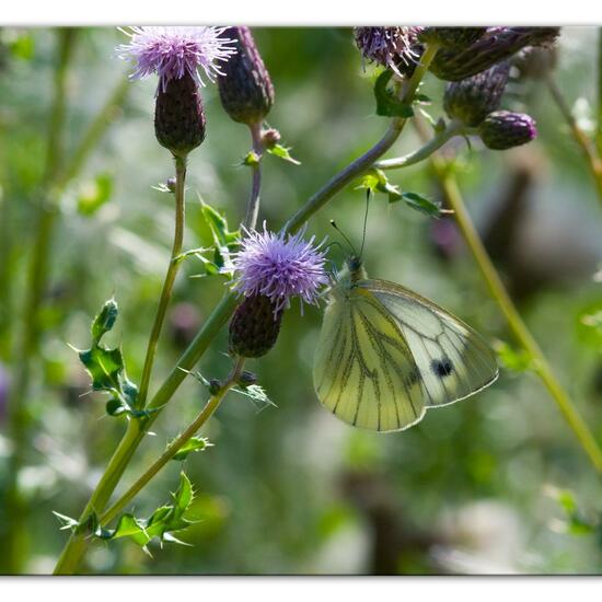 Pieris napi: Animal in habitat Natural Meadow in the NatureSpots App