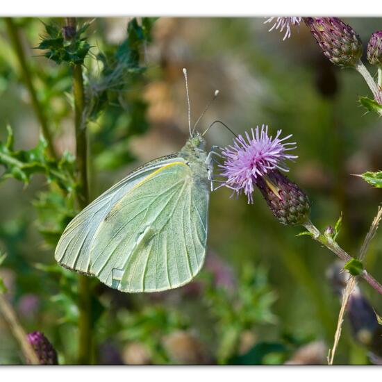 Pieris brassicae: Animal in habitat Natural Meadow in the NatureSpots App