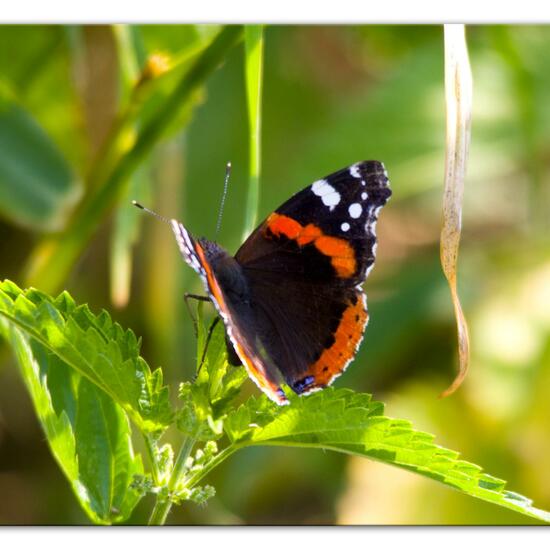 Vanessa atalanta: Animal in habitat Natural Meadow in the NatureSpots App