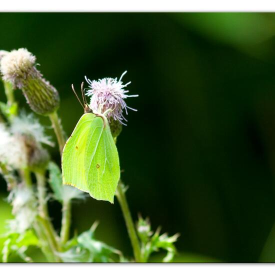 Araschnia levana: Animal in habitat Natural Meadow in the NatureSpots App