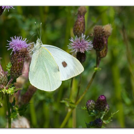 Pieris brassicae: Animal in habitat Natural Meadow in the NatureSpots App