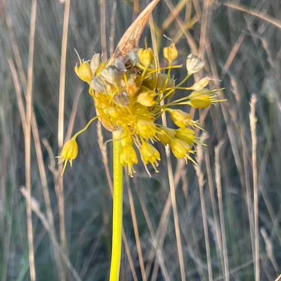 Allium flavum: Plant in habitat Grassland in the NatureSpots App