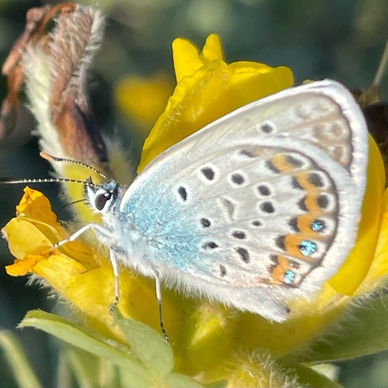 Plebejus argus: Animal in habitat Grassland in the NatureSpots App