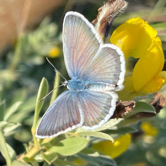 Plebejus argus: Animal in habitat Grassland in the NatureSpots App