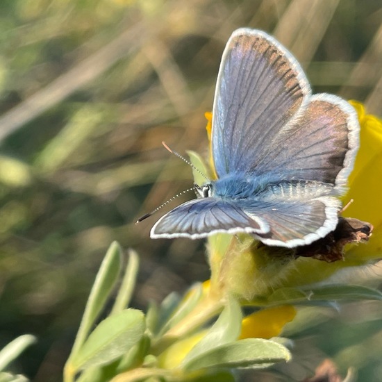 Plebejus argus: Animal in habitat Grassland in the NatureSpots App