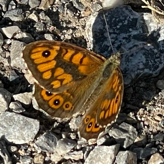 Plebejus arguscalliopisvalesiaca: Animal in habitat Grassland in the NatureSpots App