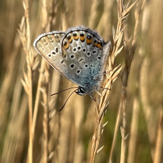 Plebejus argus: Animal in habitat Grassland in the NatureSpots App