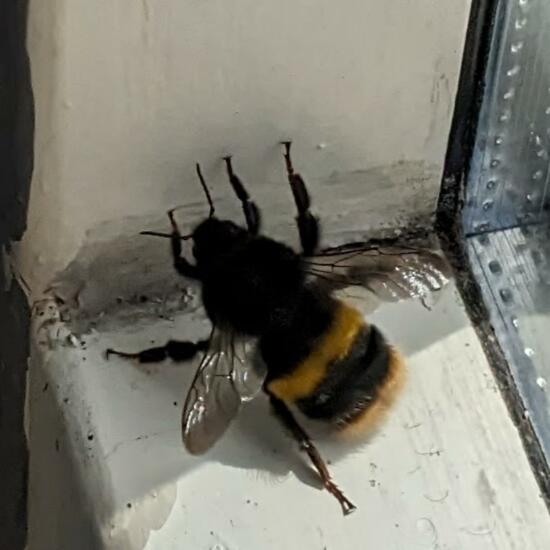 Bumble bee: Animal in nature in the NatureSpots App