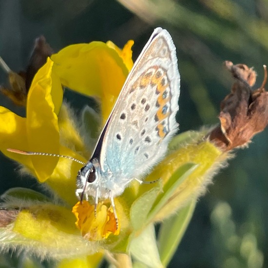 Plebejus argus: Animal in habitat Grassland in the NatureSpots App